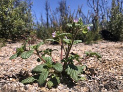 Phacelia suaveolens
