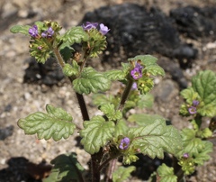 Phacelia suaveolens
