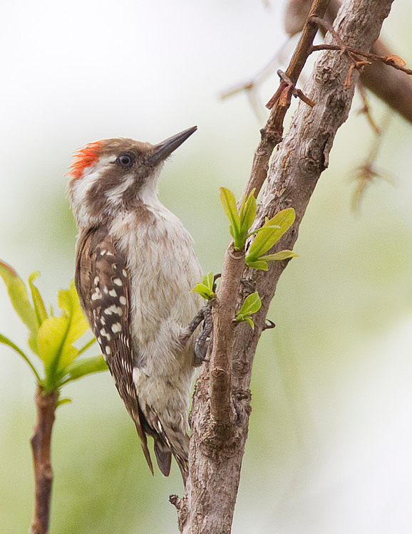 Brown-backed Woodpecker (Dendropicos obsoletus) photo