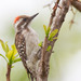 Brown-backed Woodpecker - Photo (c) Paul Cools, some rights reserved (CC BY-NC), uploaded by Paul Cools