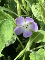 Nemophila sayersensis