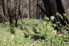 Astragalus agnicidus