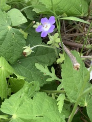 Nemophila sayersensis