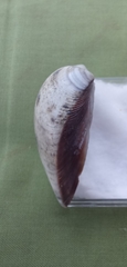 Meretrix lyrata