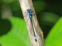 Zoniagrion exclamationis