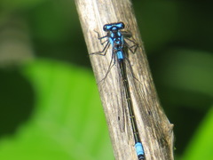 Zoniagrion exclamationis