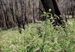 Astragalus agnicidus