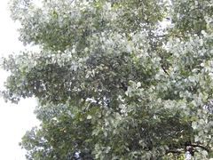 Populus simaroa