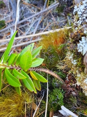 Pimelea gnidia