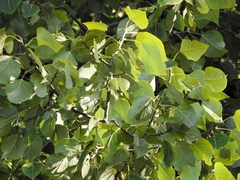 Populus simaroa