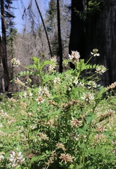 Astragalus agnicidus