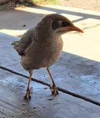 Manorina flavigula wayensis