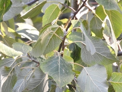 Populus simaroa