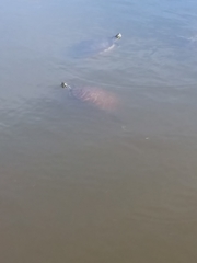 Pseudemys peninsularis