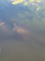 Pseudemys peninsularis