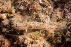 Istigobius hoesei