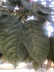 Handroanthus impetiginosus