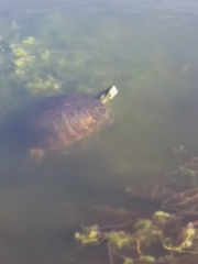 Pseudemys peninsularis