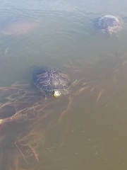 Pseudemys peninsularis