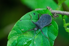 Anasa apicalis