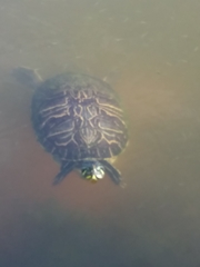 Pseudemys peninsularis