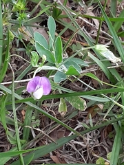 Lathyrus hirsutus