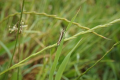 Crambus pascuella