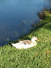 Anas platyrhynchos domesticus