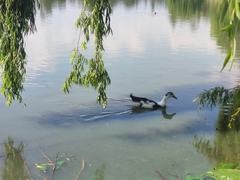 Anas platyrhynchos domesticus