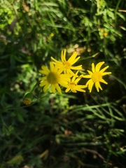 Senecio inaequidens