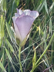 Calochortus catalinae