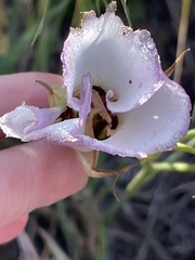 Calochortus catalinae