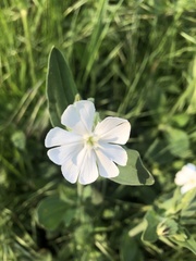Silene latifolia