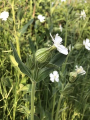 Silene latifolia