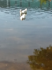 Anas platyrhynchos domesticus