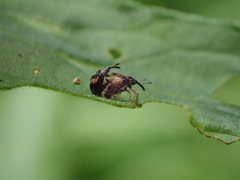 Nanophyes marmoratus