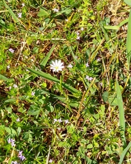 Stellaria pubera