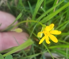 Cichorieae