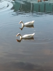 Anas platyrhynchos domesticus