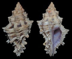 Murichorda fiscellum