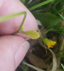 Cichorieae