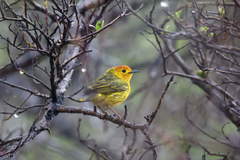 Setophaga petechia melanoptera