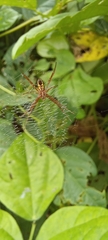 Araneae