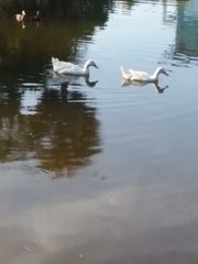 Anas platyrhynchos domesticus