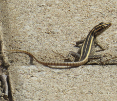 Platysaurus intermedius rhodesianus