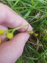 Cichorieae