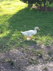 Anas platyrhynchos domesticus