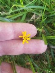 Cichorieae