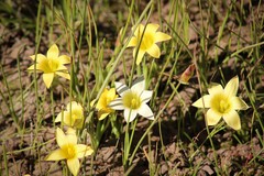 Romulea citrina
