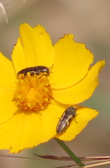 Acmaeodera neglecta neoneglecta